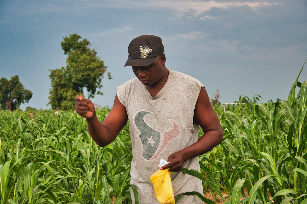 A researcher collects soil samples by hand in a lush green millet field