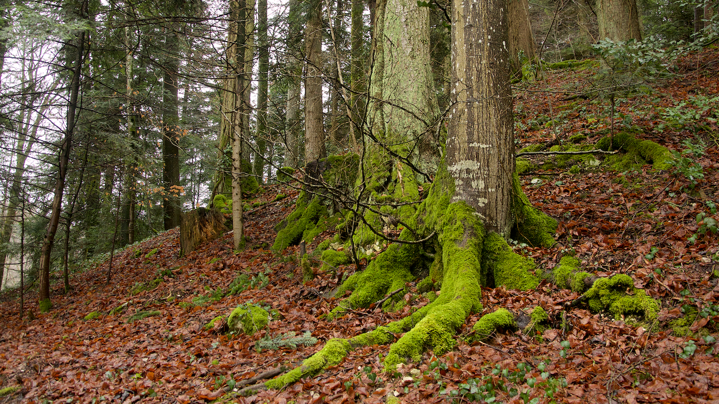Jura Mountains Switzerland