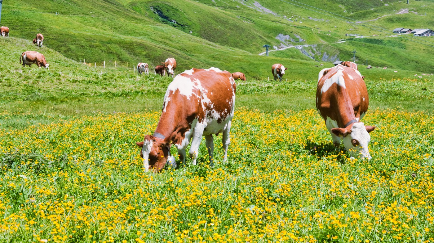 Swiss Happy Cows